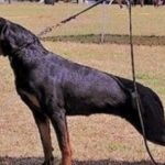 Esperanza-dellAntico-Guerriero-150x150 INDIOR Dell'Antico Guerriero Cani Cani - Soggetti in Allevamento 