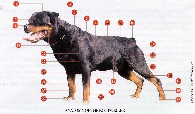 Rottweiler-Terminologia-Tecnica A-Z - Dell'Antico Guerriero 