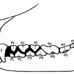 Dentizione-del-Cane-Rottweiler-150x150 Displasia Cinognostica 
