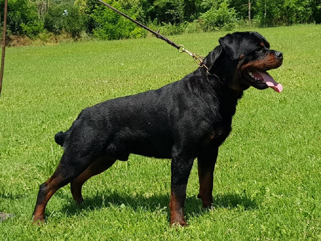 Yarno-DellAntico-Warrior-Juni-2018-1024x768 Layout Hund Würfe Würfe - Welpen zur Verfügung Würfe - Rottweiler 