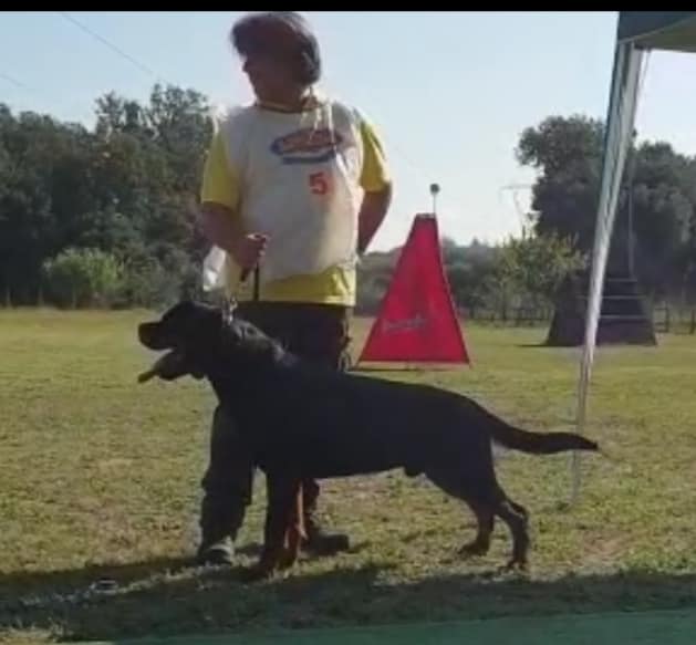 élevage Rottweiler: ZTP - Essayez RCI Rome 22 septembre 2018