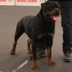 Yarno-DellAntico-Guerriero-Arezzo-expo-150x150 Nuova Cucciolata - F (Rottweiler) Allevamento Breaking News News Varie 