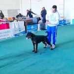 Amy-DellÁntico-Guerriero-Internazionale-di-Catanzaro-2019-150x150 Allevamento Rottweiler: Expo Nazionale -Teramo 5 Novembre 2017 Allevamento Expo News Rottweiler 