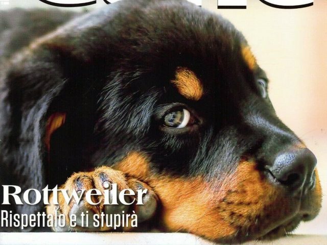Rivista-IL-MIO-CANE-Giugno-2020-640x480 Accoppiamento Ottobre 2018 Cucciolate Cucciolate - Cuccioli Disponibili Cucciolate - Rottweiler 