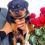 Rottweiler-cucciolo-05-45x45 CAMPIONATO SOCIALE SIR 2020 - Vin Diesel Dell'Antico Guerriero Allevamento Francesco Zamperini News News - Zamperini Rottweiler Scelte da Zamperini 