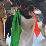 306685707_6104024599614889_6938864564171978029_n-150x150 International Dog Show e Roma Winner - 22 Ottobre 2017 Expo News Rottweiler 