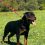 Lungo Weekend di Soddisfazioni per i Rottweiler Dell’Antico Guerriero