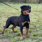 Rottweiler-Cucciolona-figlia-di-Indios-DellAntico-Guerrierro-150x150 International Dog Show e Roma Winner - 22 Ottobre 2017 Expo News Rottweiler 