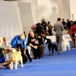Rottweiler-Internazionle-di-Latina-2022-01-150x150 ENCI Winner 2018 - Milano 15/16/17 Giugno 2018 Bouledogue Francese Breaking News Expo Francesco Zamperini News 