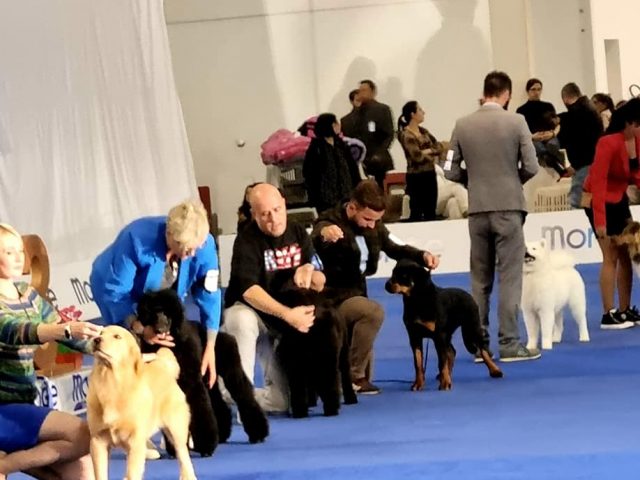 Rottweiler-Internazionle-di-Latina-2022-01-640x480 Accoppiamento Settembre 2018 Cucciolate Cucciolate - Cuccioli Disponibili Cucciolate - Rottweiler 